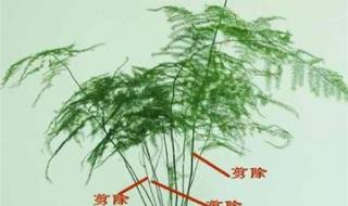 为什么家里不能养文竹