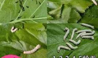 蚕结茧后多久破茧而出