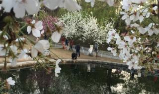 北京玉渊潭公园樱花节
